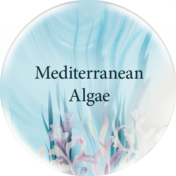 Mediterranean Algae image